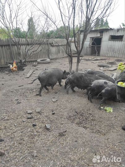 Стадо свиней