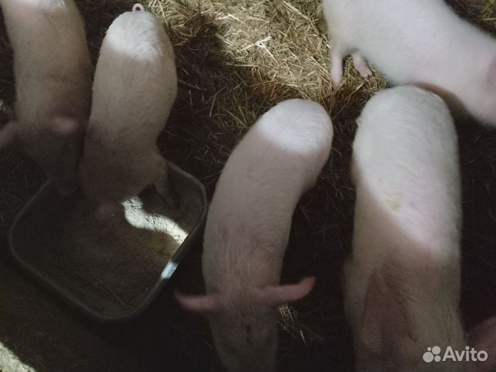 Поросята