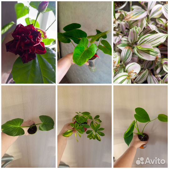 Комнатные цветы