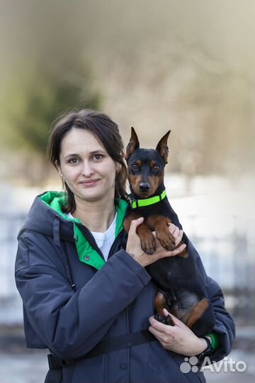 Дрессировка собак