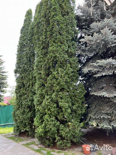 Туя колоновидная