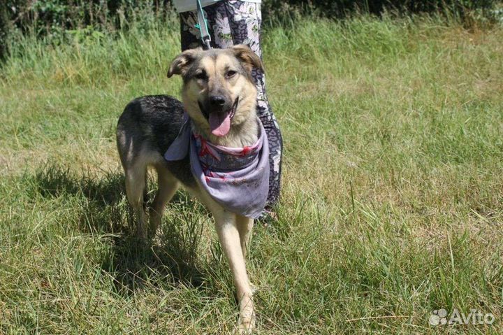 Собака Брусничка надеется на удачу