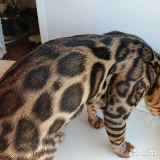 Бенгальские котята