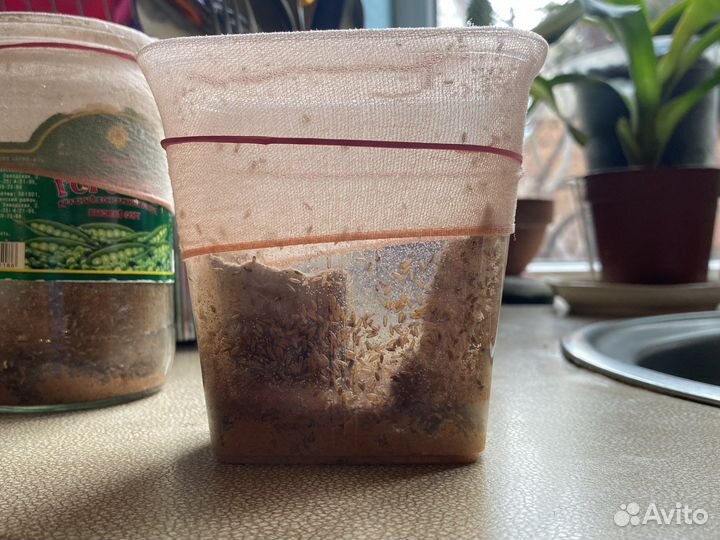 Мушка дрозофила