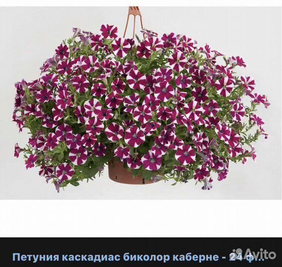 Питуния ампельная