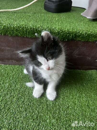 Котенок мальчик