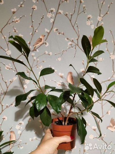 Фикус бенджамина