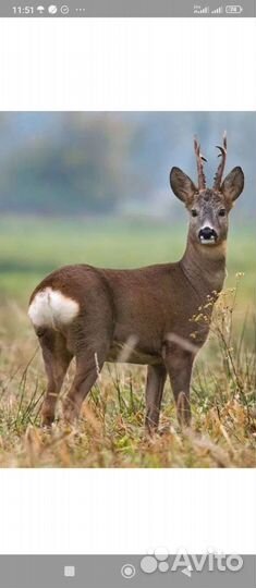 Мясо косули