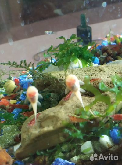Креветки, cомики анцитрусы, моллинезия, гуппи