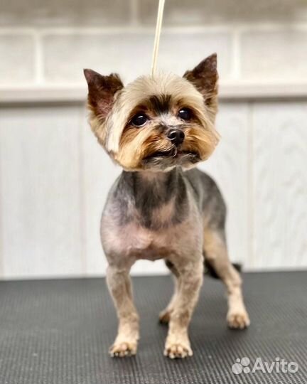 Стрижка йорка