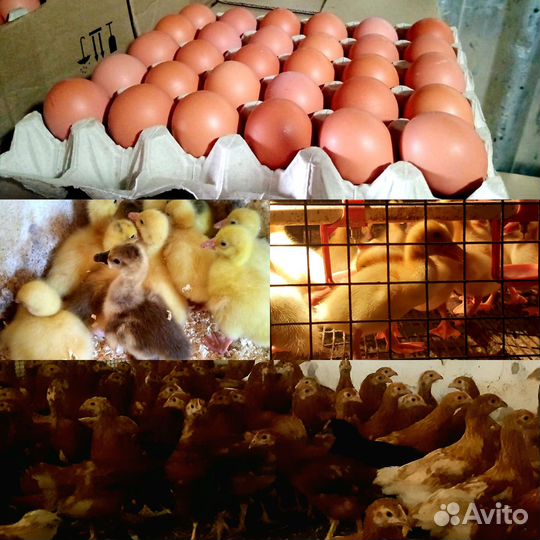 Продажа курей, утят, гусят и яйца оптом и розница