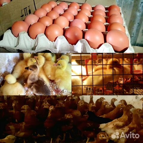 Продажа курей, утят, гусят и яйца оптом и розница