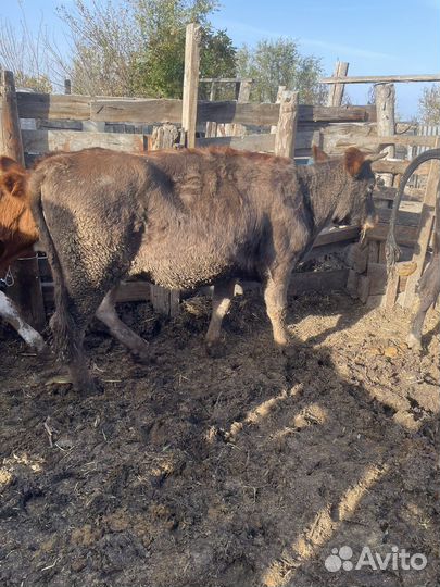 Быки и телки