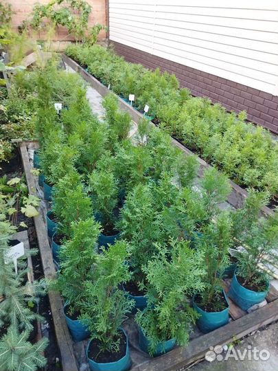 Туя, можжевельник, ель голубая