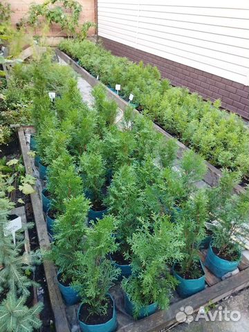 Туя, можжевельник, ель голубая