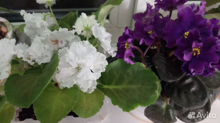 Цветы (сенполия вечноцветущая)