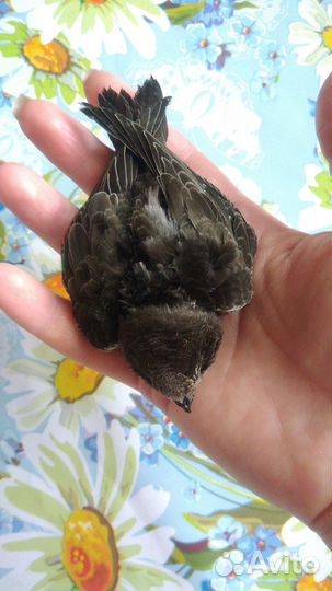 Сверчки для стрижей