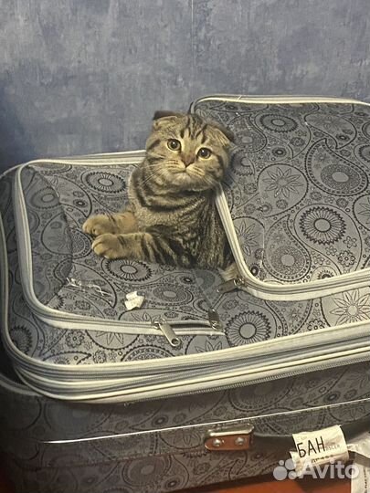 Шотландская вислоухая кошка бесплатно