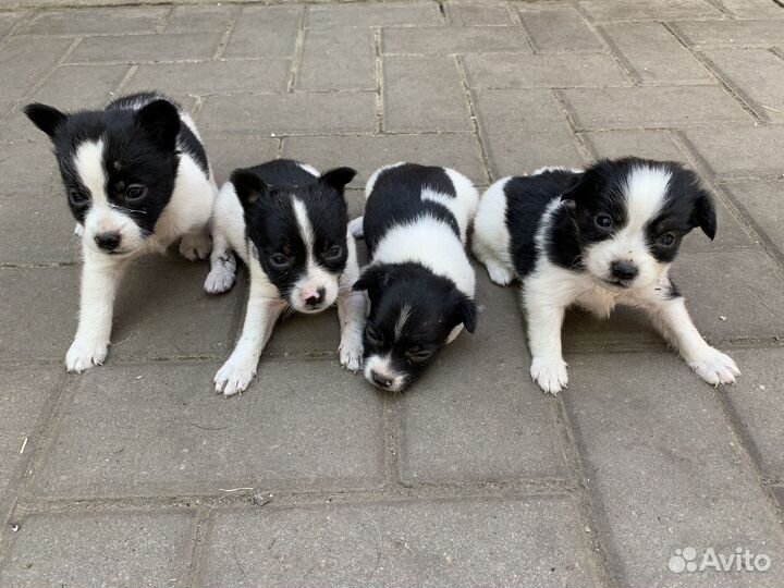 Щенок в добрые руки