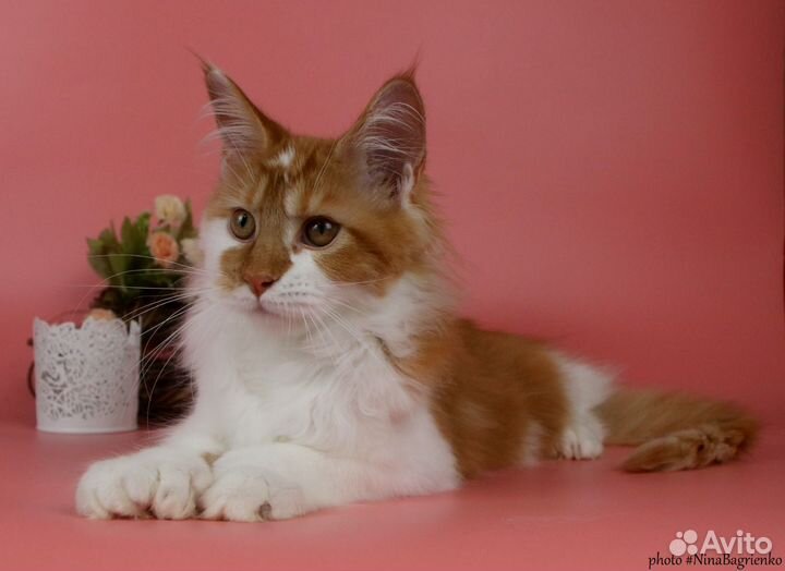 Мейн-Кун Кошка полидакт