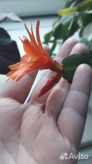 Рипсалидопсис (пасхальный,лесной кактус)