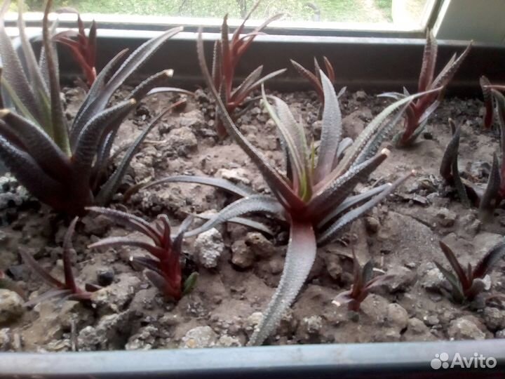 Хавортия жемчужная