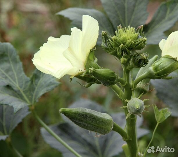 Бамия, редкие сорта, семена