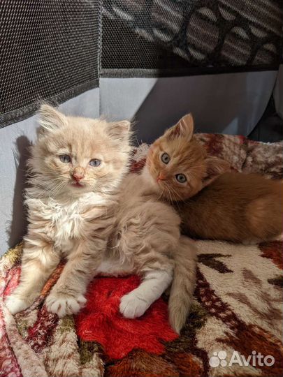 Черный мальчик и пушистая девочка котята