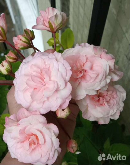 Пеларгония Леона Галактика