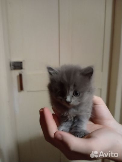 Кошки породистые