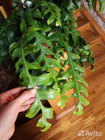 Эпифиллум марниера