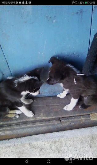 Щенки даром