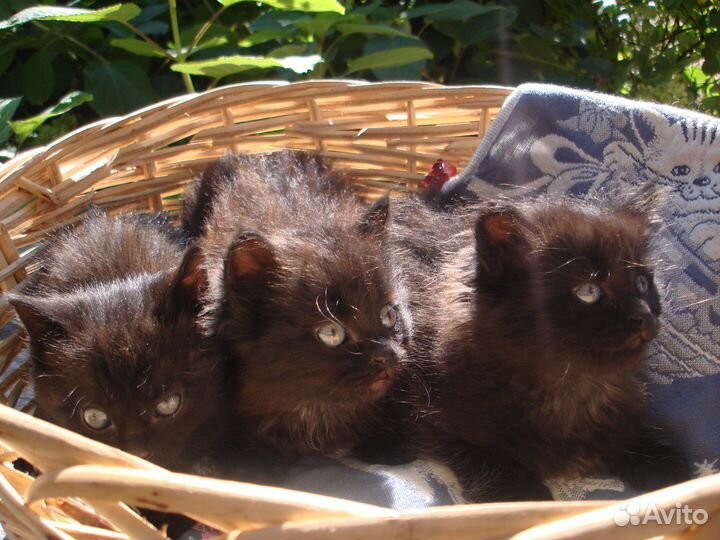 Ласковые домашние котята надеются найти семью