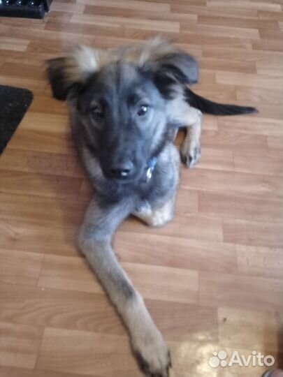 Щенки метисы в добрые руки