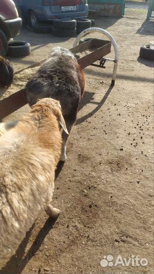 Баранчики и ягнята