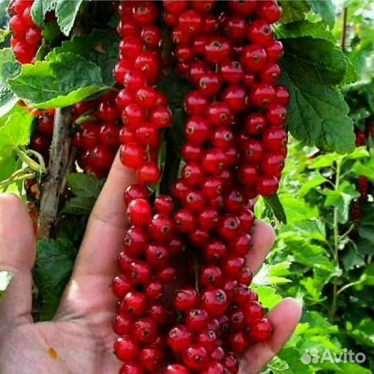 Красная смородина