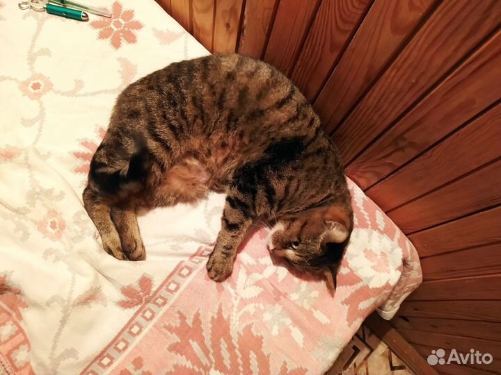 Трехцветная кошечка Люся