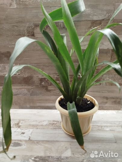 Бильбергия