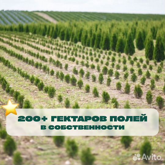 Ель голубая новогодняя