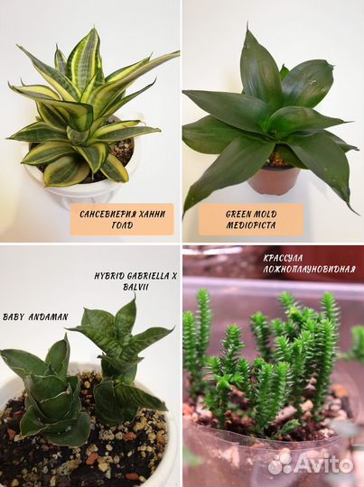 Комнатные растения