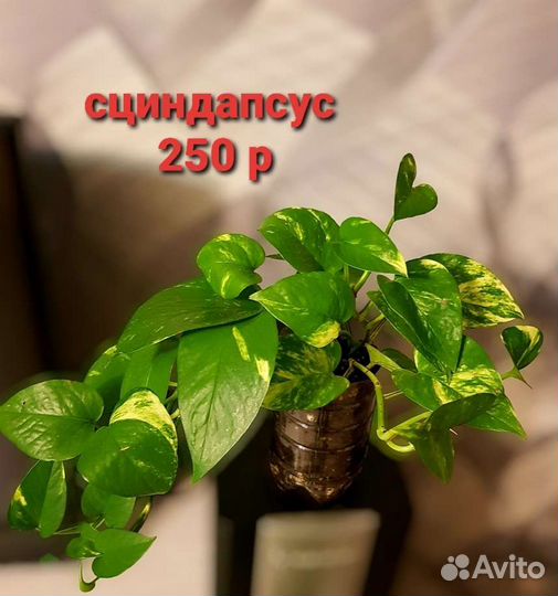 Комнатные растения