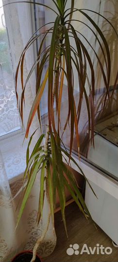 Продам драцену