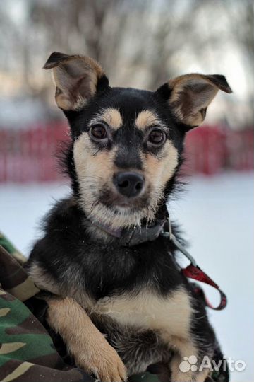 Малышка Ками в семью