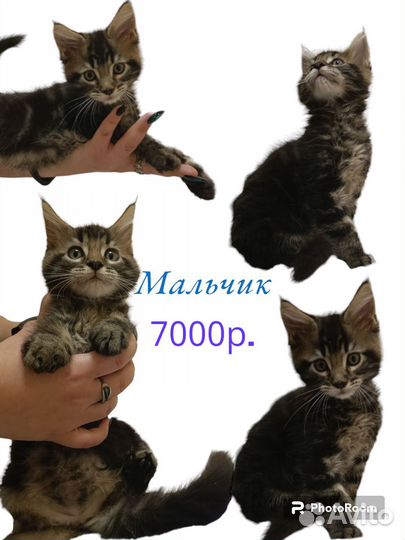 Котята мейн-кун мальчики и девочки