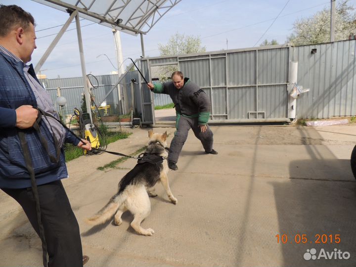 Дрессировка собак