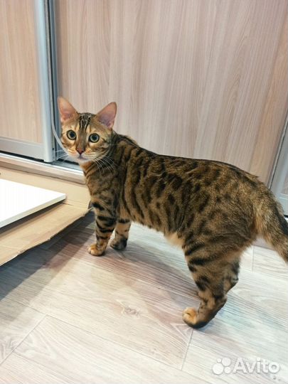 Бенгальский кот