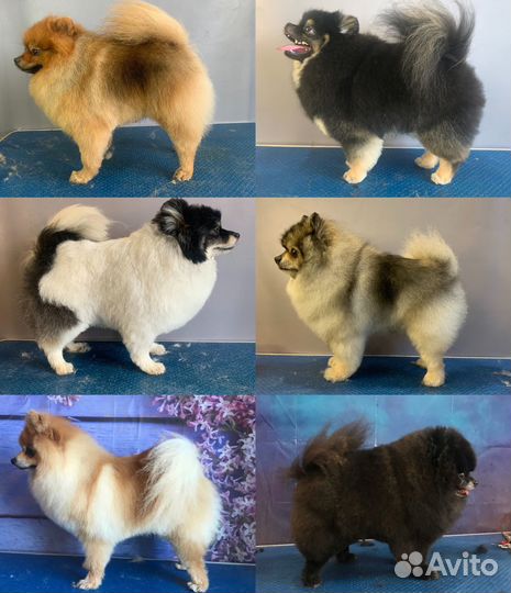 Груминг собак в Чертаново