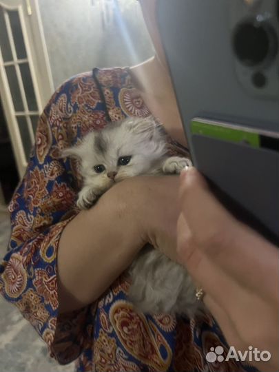 Продам котят