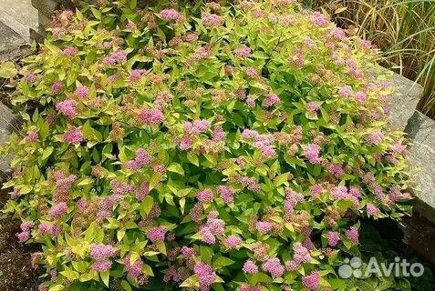 Декоративные кустарники