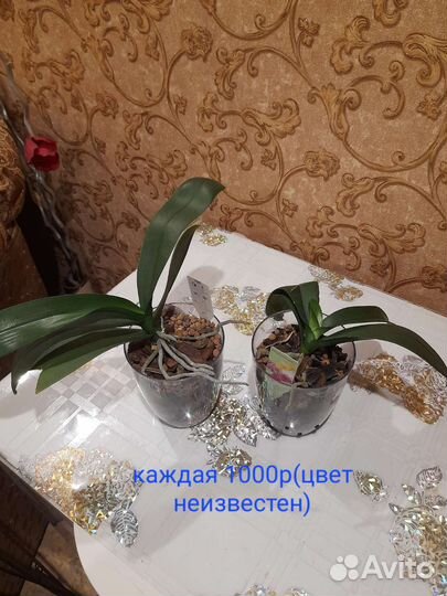 Орхидея фаленопсис